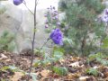 IMGP3691.JPG